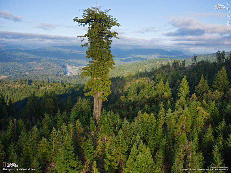 بلندترین درخت روی زمین 

➖ هایپریون نام درخت بومی کالیفرنیا با ارتفاع ۱۱۵٫۶۱ متر  است که به عنوان بلندترین درخت جهان شناخته و ثبت شده است.